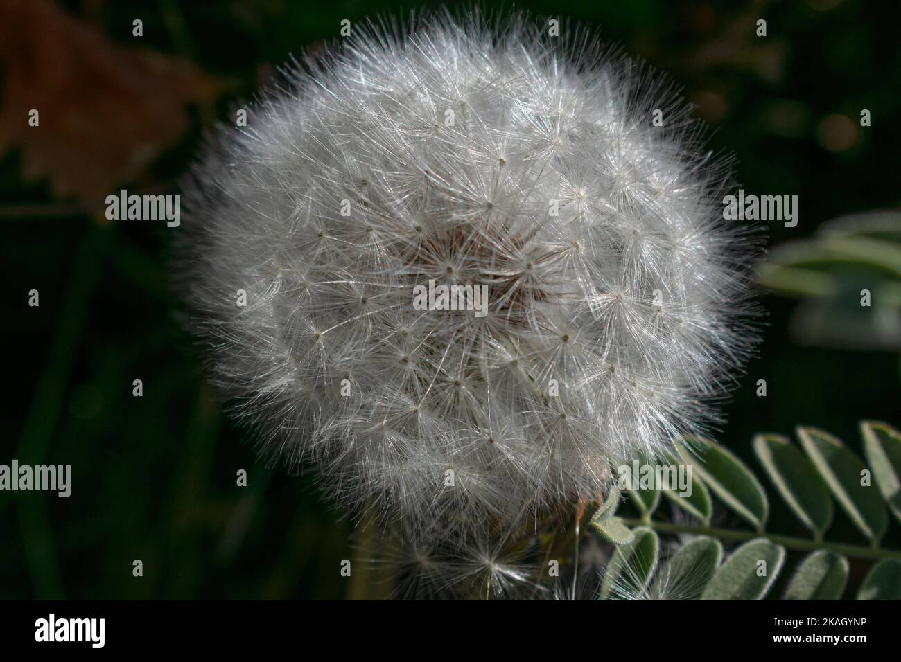 Anemone flower head Stock Photo
