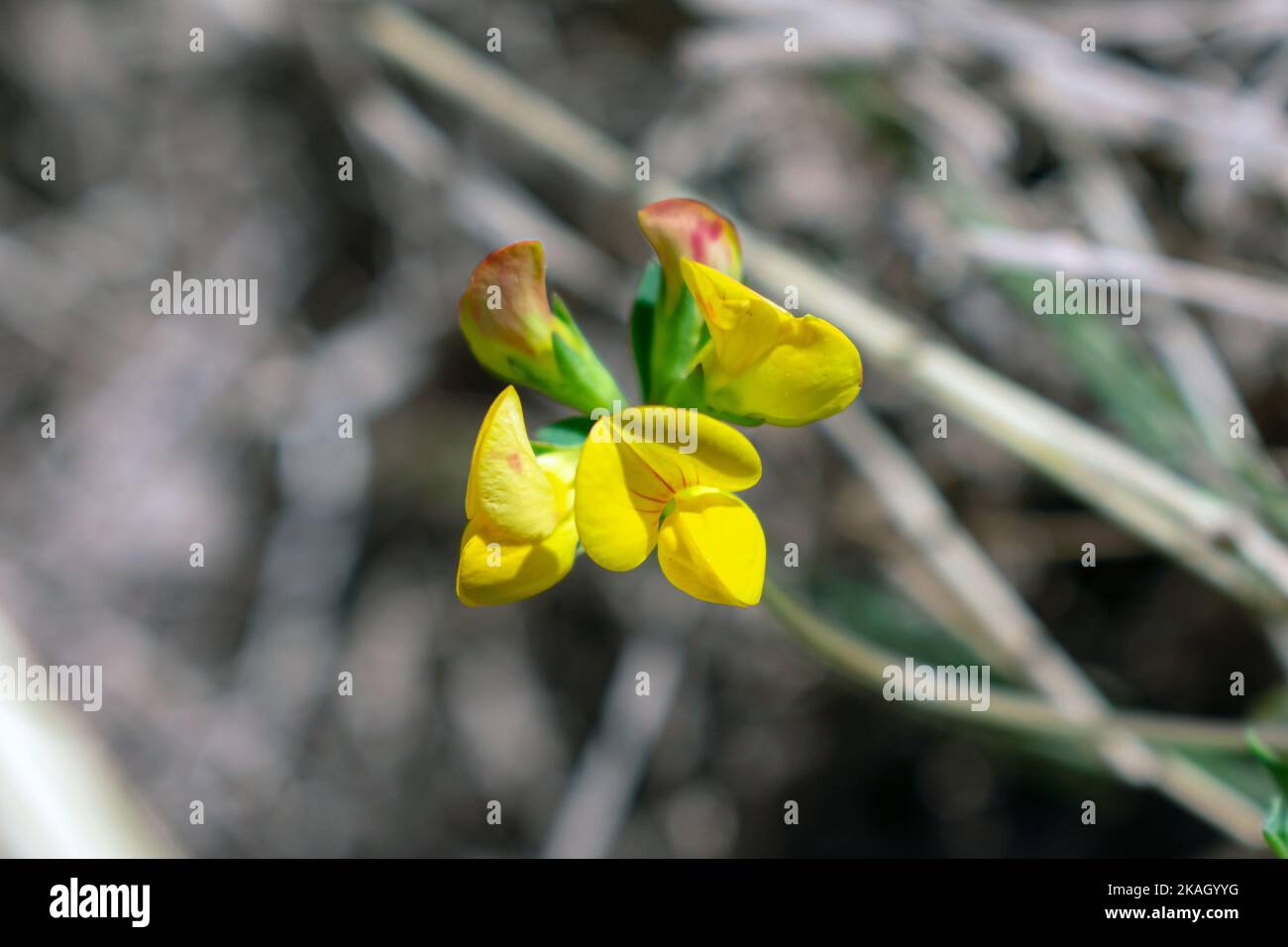 Red orange yellow blue flowers hi-res stock photography and images - Alamy