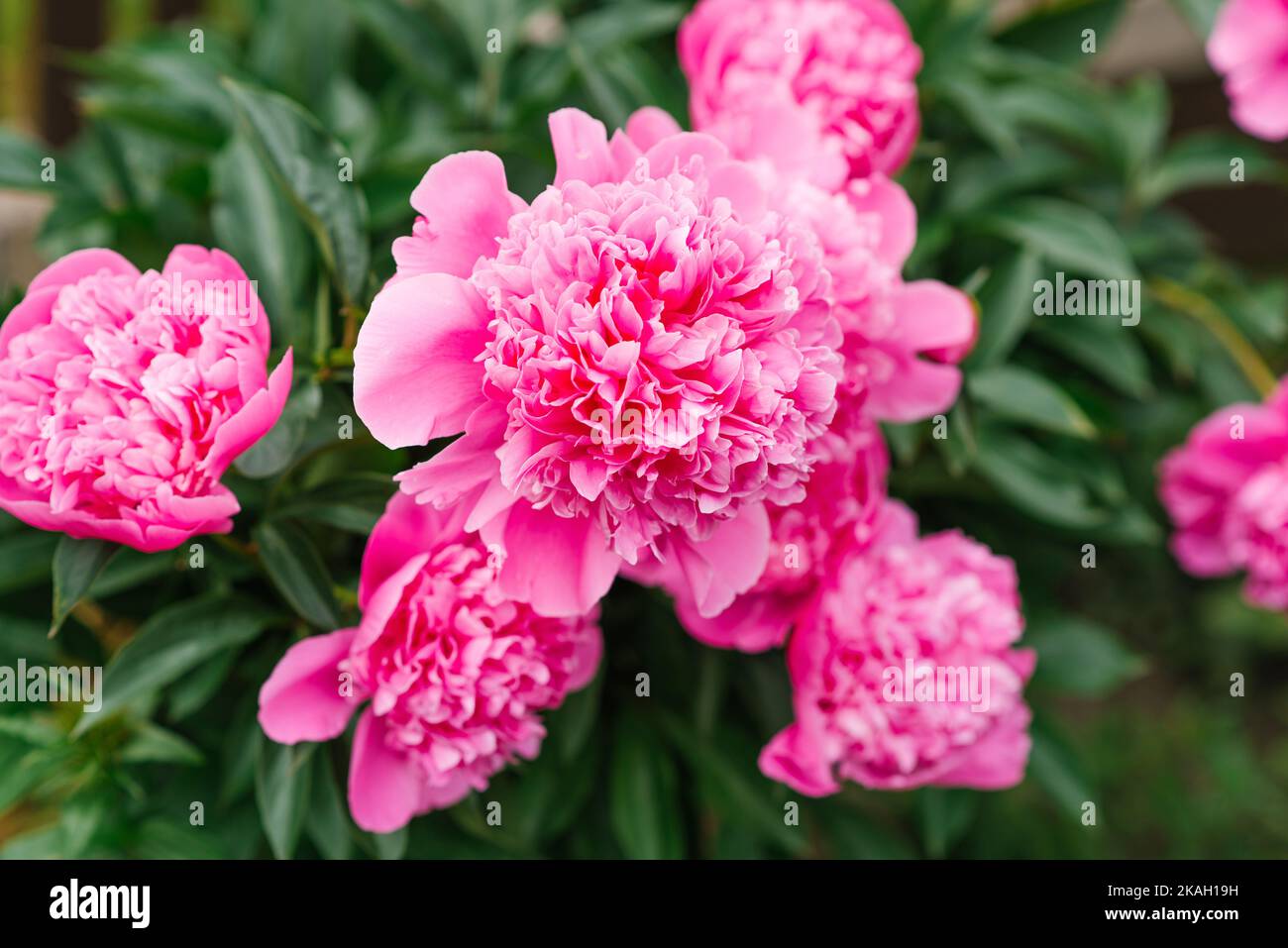 Pink peony greenery botanical hi-res stock photography and images - Alamy
