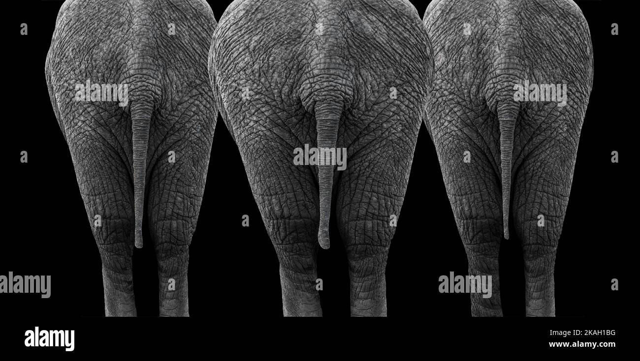 Back side view of three elephants in black & white Stock Photo