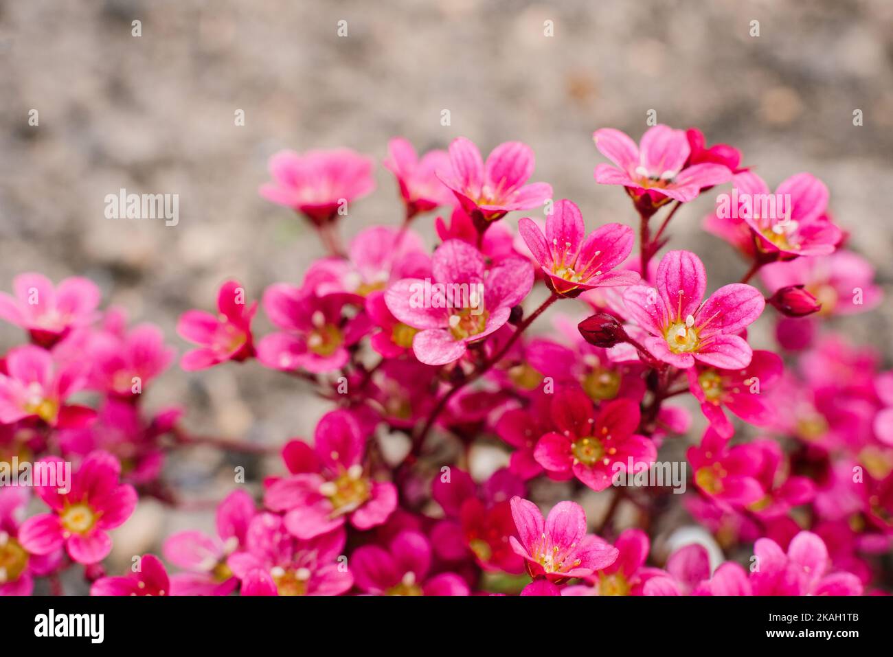 Bright red Saxifraga flowers in spring in the garden close-up Stock Photo