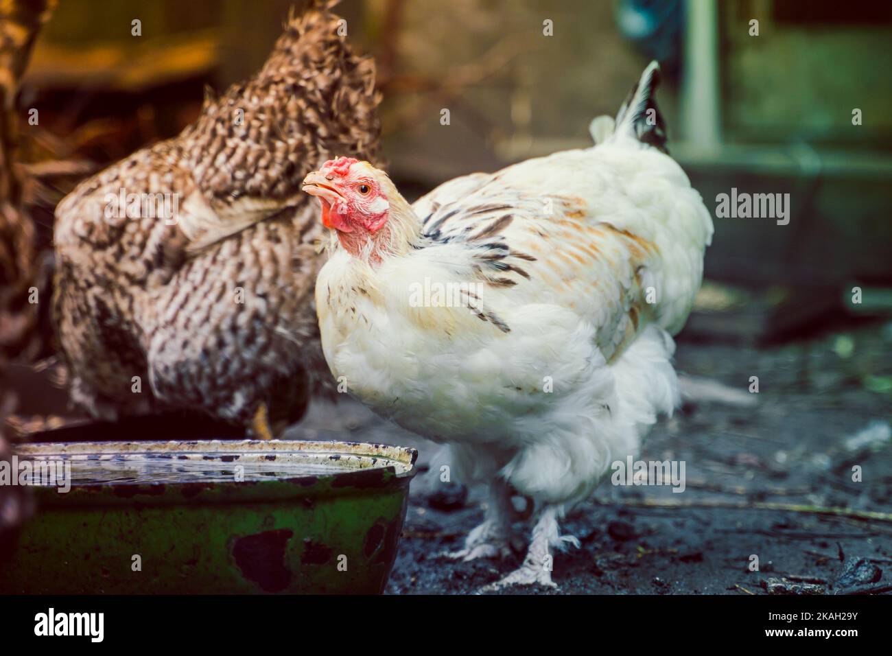 White chicken drinks water closeup. Growing poultry in the village