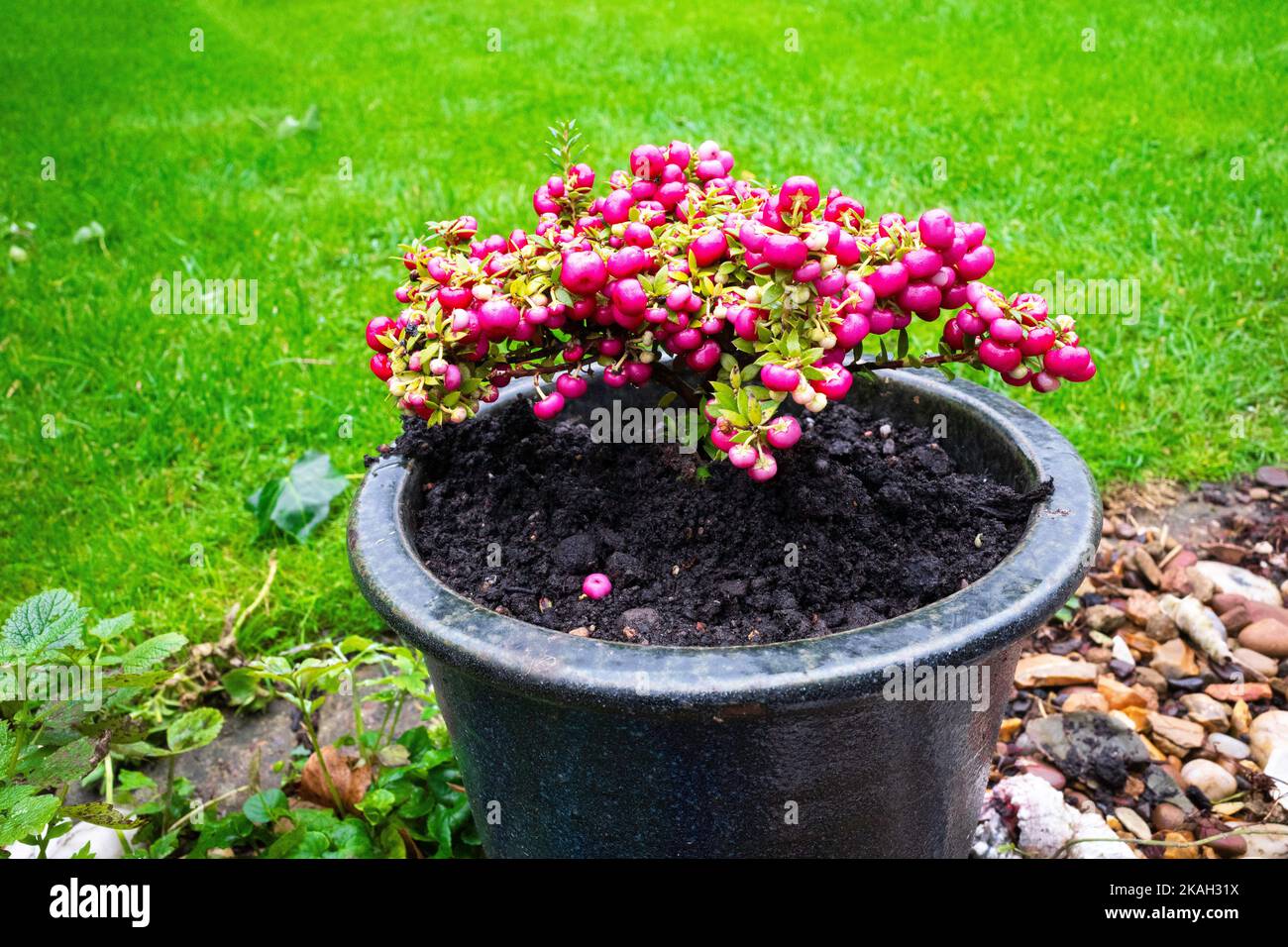 A young Pernettya is a nice hardy evergreen shrub that is remarkable in fall with its distinctive and elegant red berries. Stock Photo