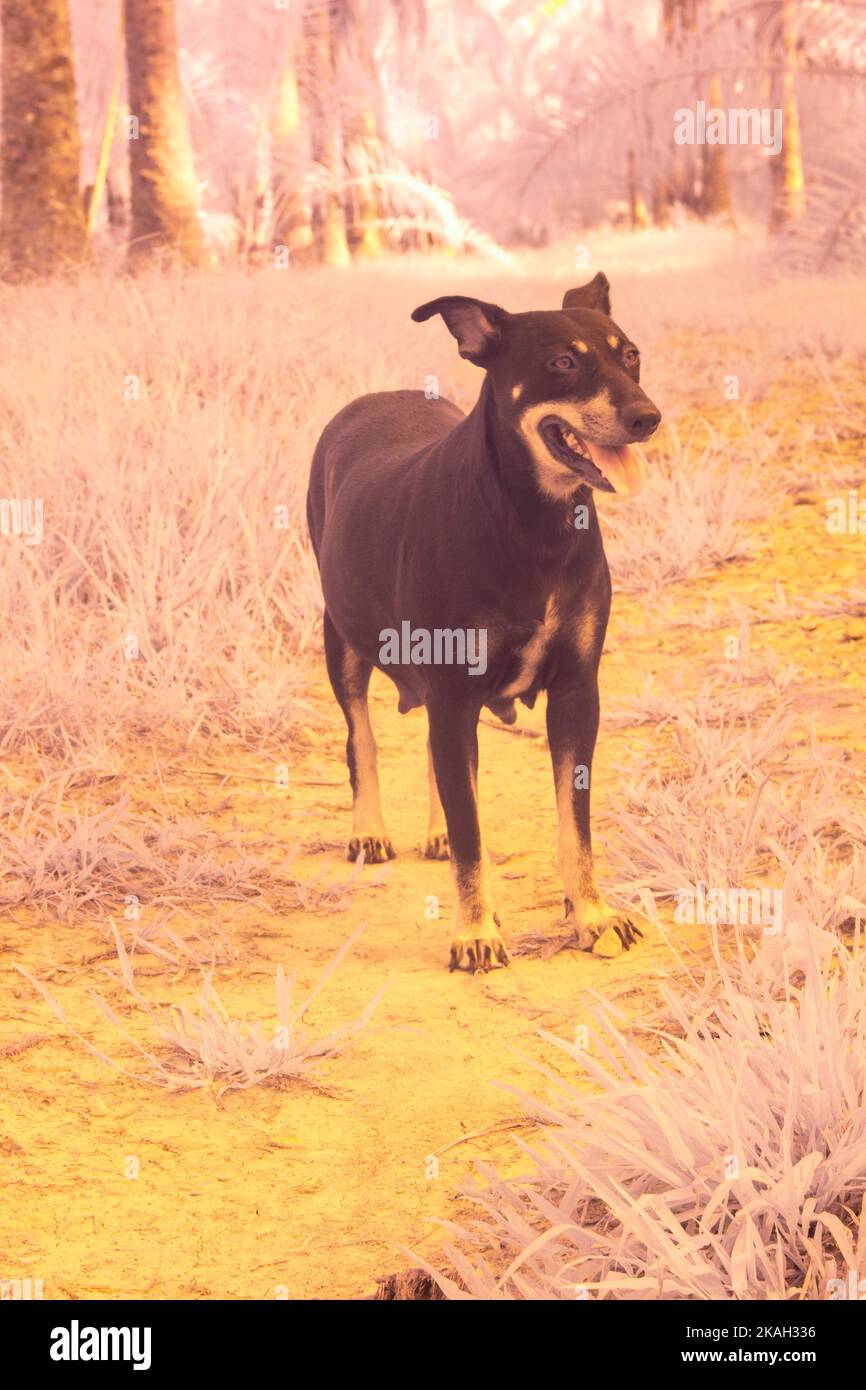 infrared image of the stray dog at the farm Stock Photo Alamy