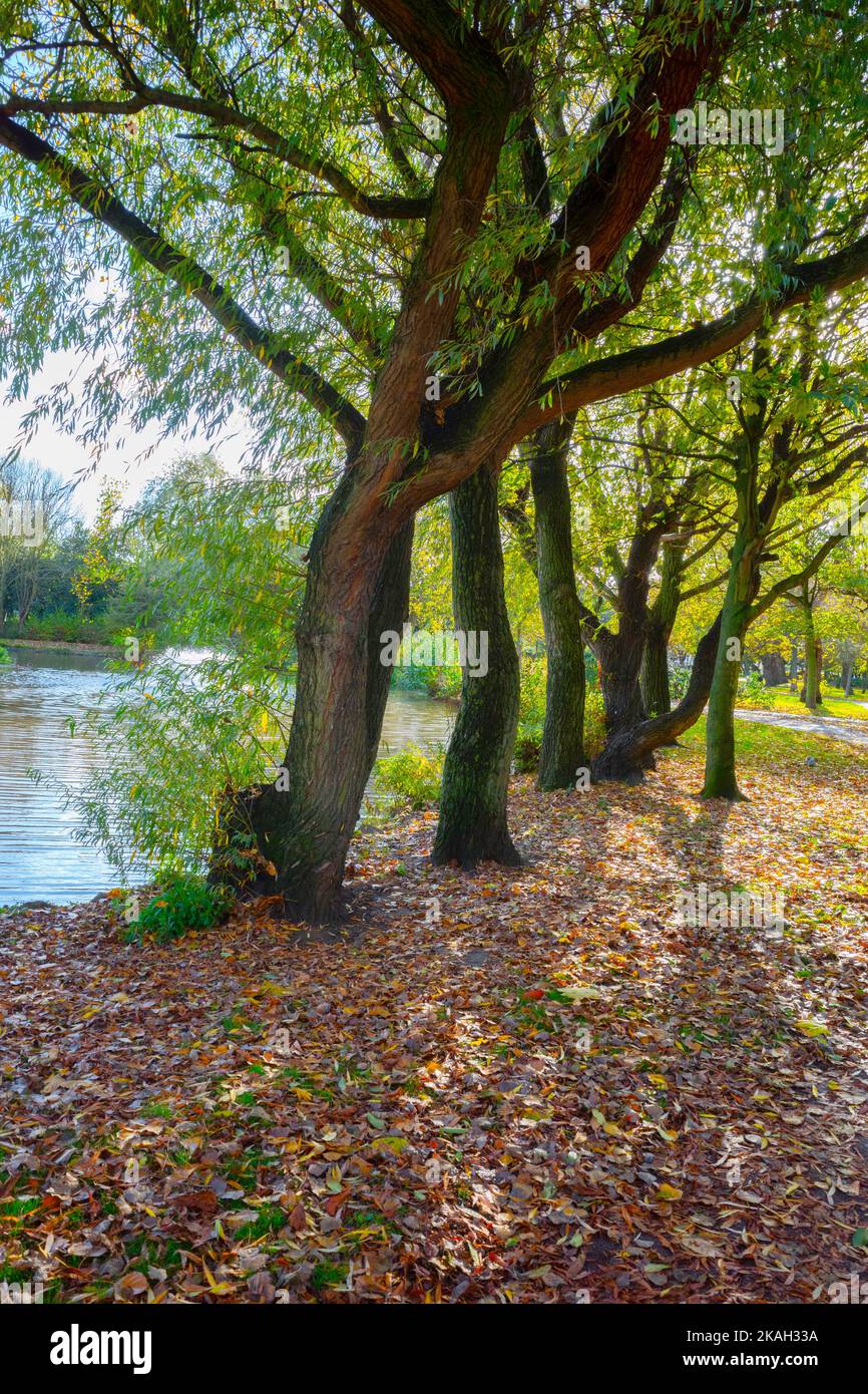 A sunny late autumn day in Locke Park Lake Redcar North Yorkshire with  leaves turning brown on the willow trees Stock Photo