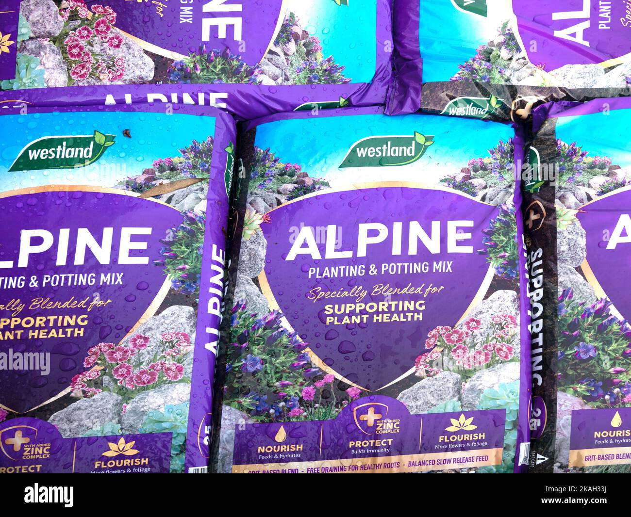A stack of purple bags of Westland Alpine planting and potting mix  in a garden centre Stock Photo