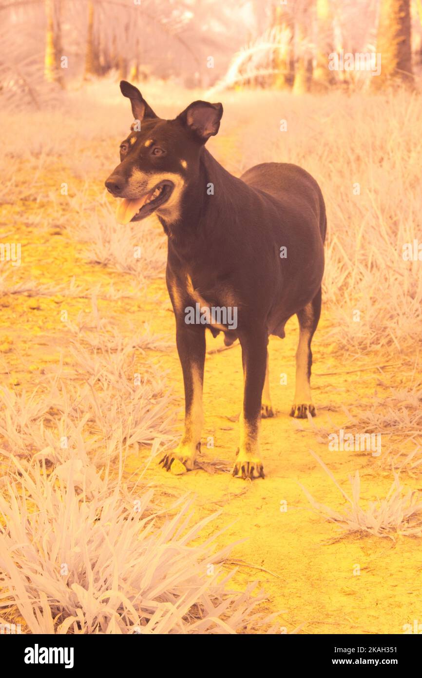 infrared image of the stray dog at the farm Stock Photo Alamy