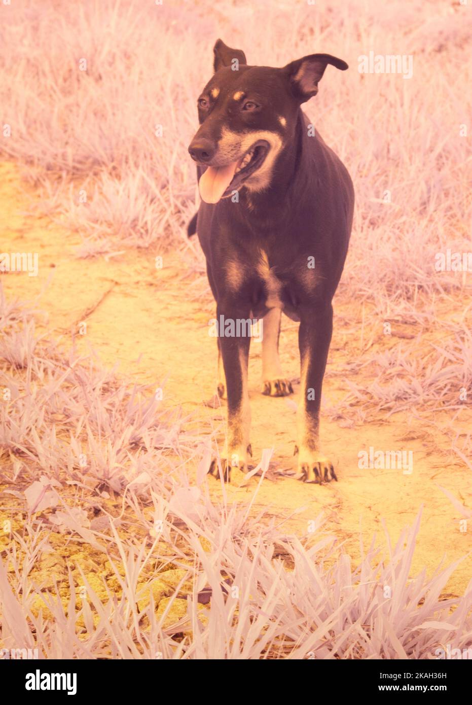 infrared image of the stray dog at the farm Stock Photo