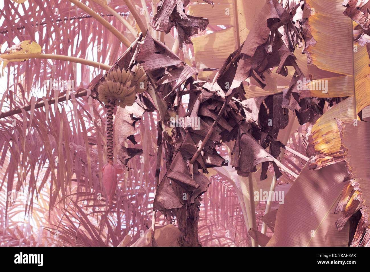infrared image of wild cluster of the banana fruit hanging on tree
