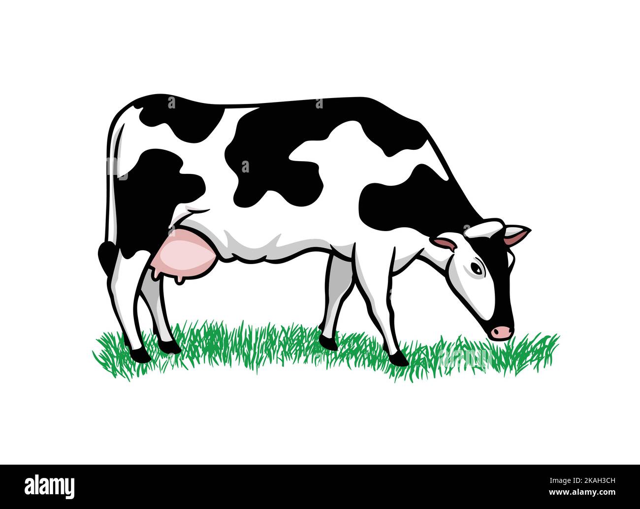 Cute cow on white eating grass. Stock Vector