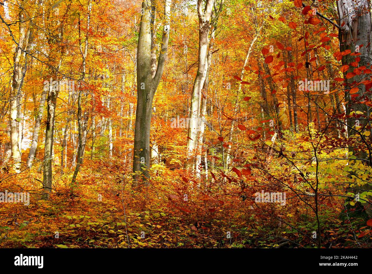 Trees in autumn colours, Szalajka Valley, Bukk National Park, Bukk Mountains, Hungary Stock Photo