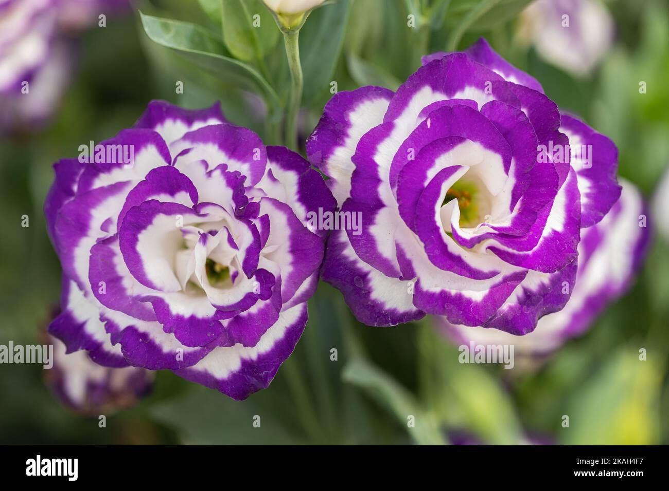 Close up of Lisianthus flowers or Eustoma plants blossom in flower garden Stock Photo