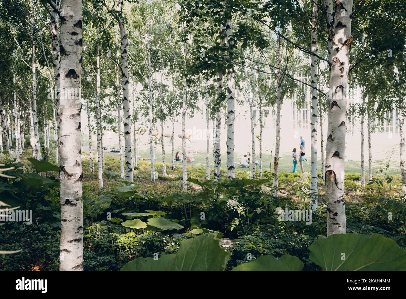 Urban city public artificial birch park in summer tree Stock Photo - Alamy