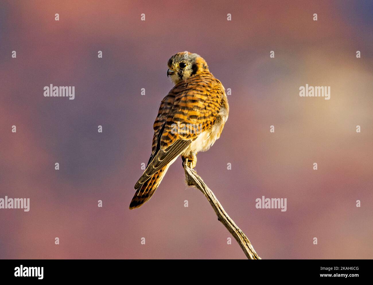 Outdoor wildlife management hi-res stock photography and images - Alamy