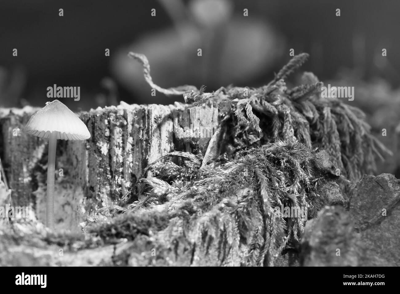 a filigree small mushroom in black and white taken in a tree root, with light spot in the forest. Forest floor with moss and pine needles. Macro shot Stock Photo