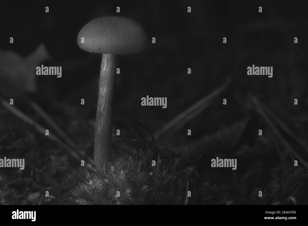 Black and White filigree mushrooms in moss on forest floor. Macro view from the habitat. Nature photo Stock Photo