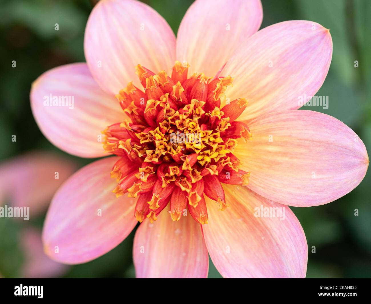 A close up of the centre of the anemone type dahlia Totally Tangerine Stock Photo