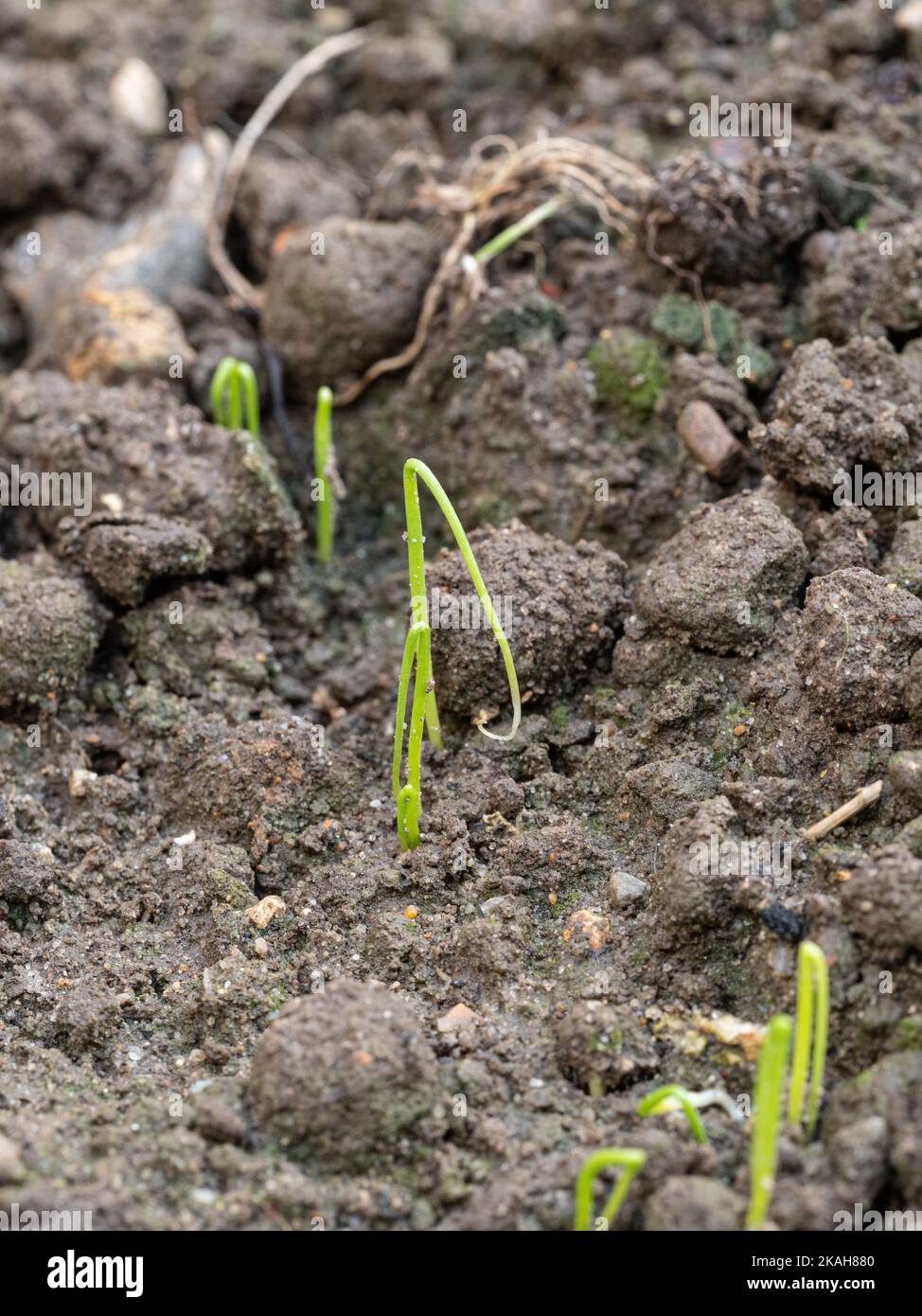 A close up of newly germinated spring onion seedlings showing the