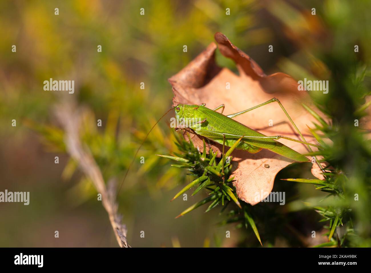 bright green grasshopper perched on a dry brown leaf on a sunny day in nature. green and yellow tones. Copy space. Stock Photo