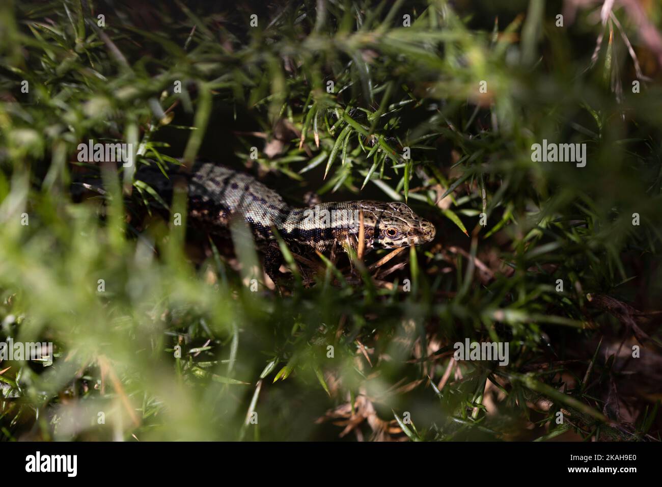camouflaged lizard on a green plant staring at the camera. macro photography. wildlife. Copy space. Stock Photo