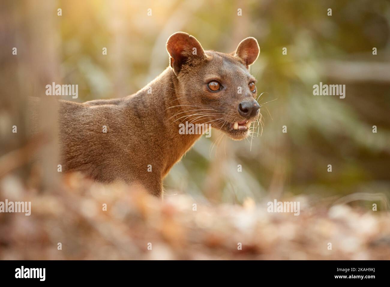 Madagascar Fossa. Apex predator, lemur hunter. Portrait,  frontal view, teeth, blurred background. Shades of brown and orange. Endangered wild animal Stock Photo