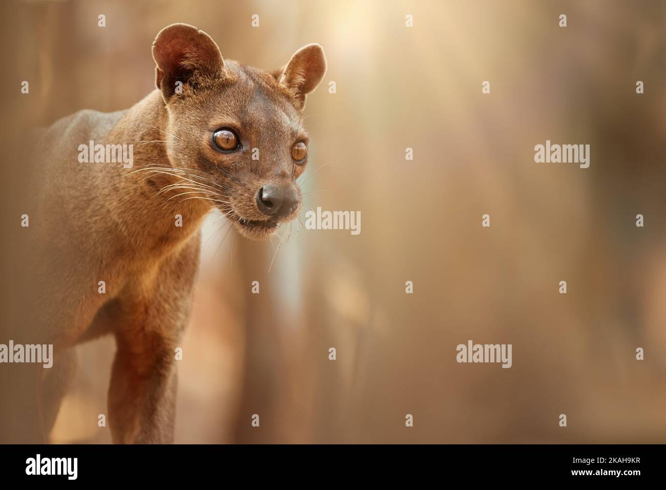 Madagascar Fossa male. Detailed photo of apex predator, lemur hunter. Portrait, side view,  backlit blurred background. Shades of brown and orange. En Stock Photo