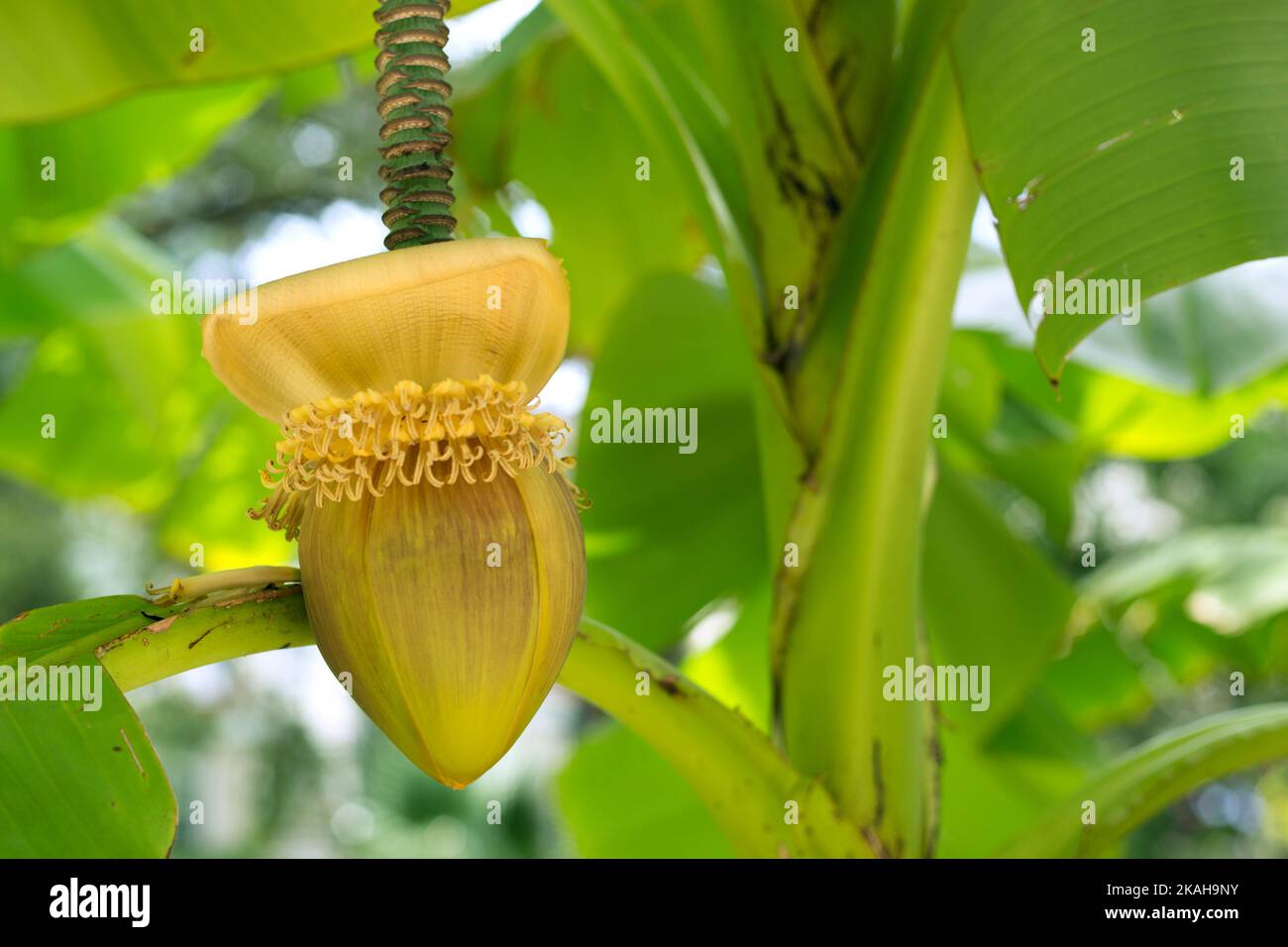 Musa basjoo banana tree hires stock photography and images Alamy