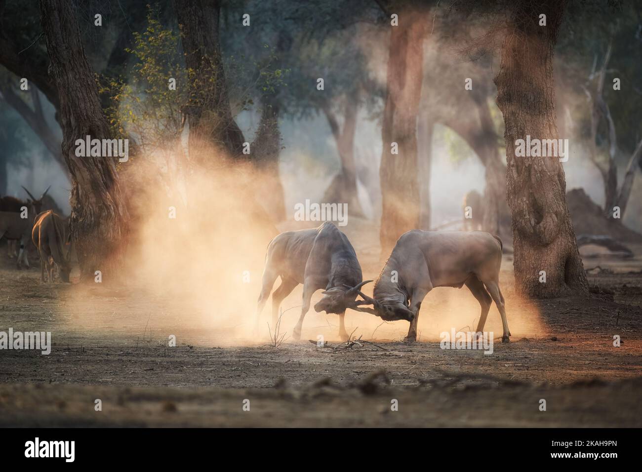 Two large male Eland antelopes, Taurotragus oryx, fighting in an orange  cloud of dust backlighted by rays of morning sun. Mana Pools, Zimbabwe. Stock Photo