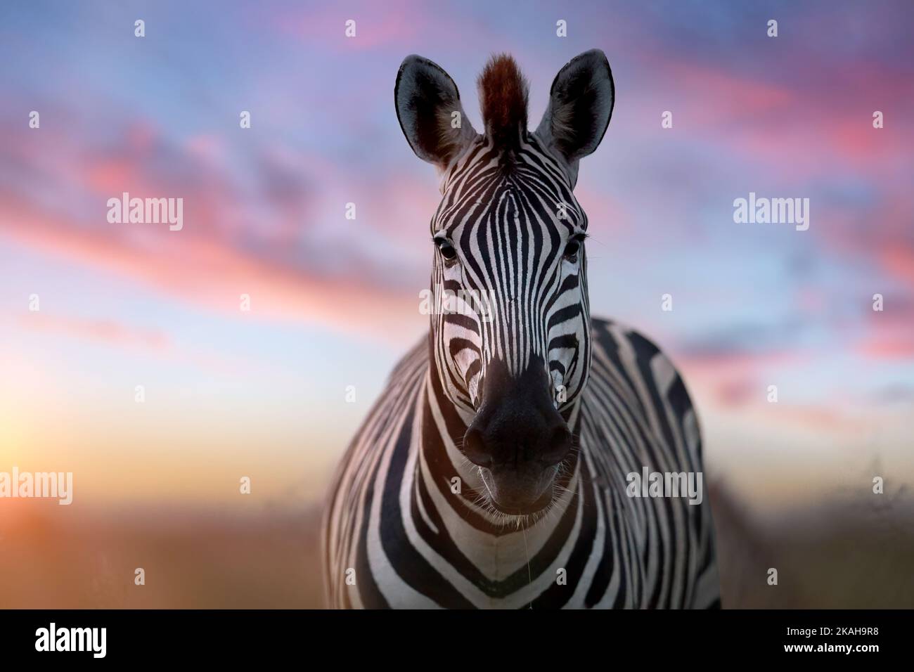 Portrait of a zebra. Close-up of zebra looking directly into the camera, pink-blue sky in the background. Stock Photo