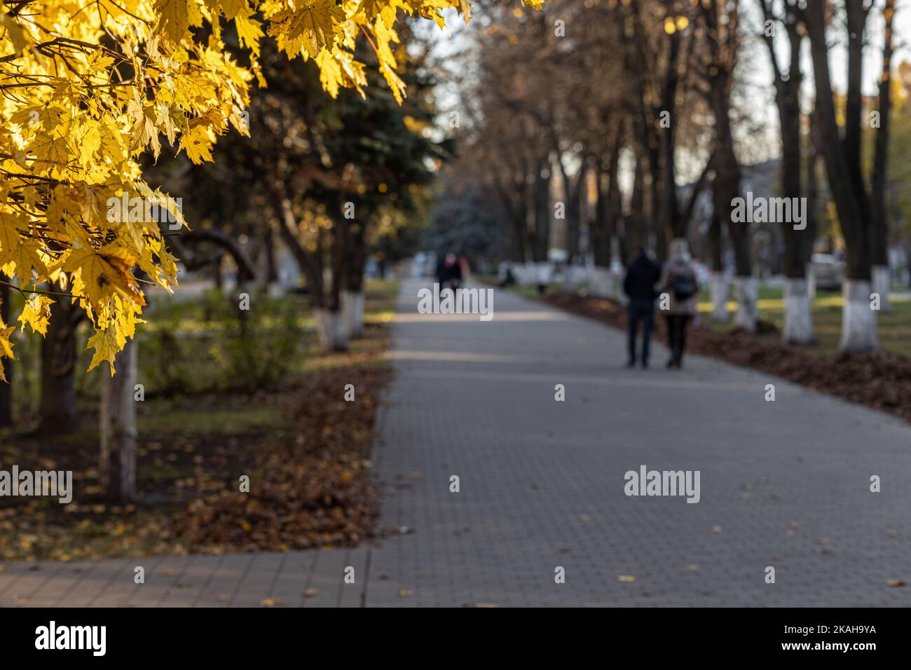yellow leaves in the alley of the city park. autumn Park Stock Photo ...