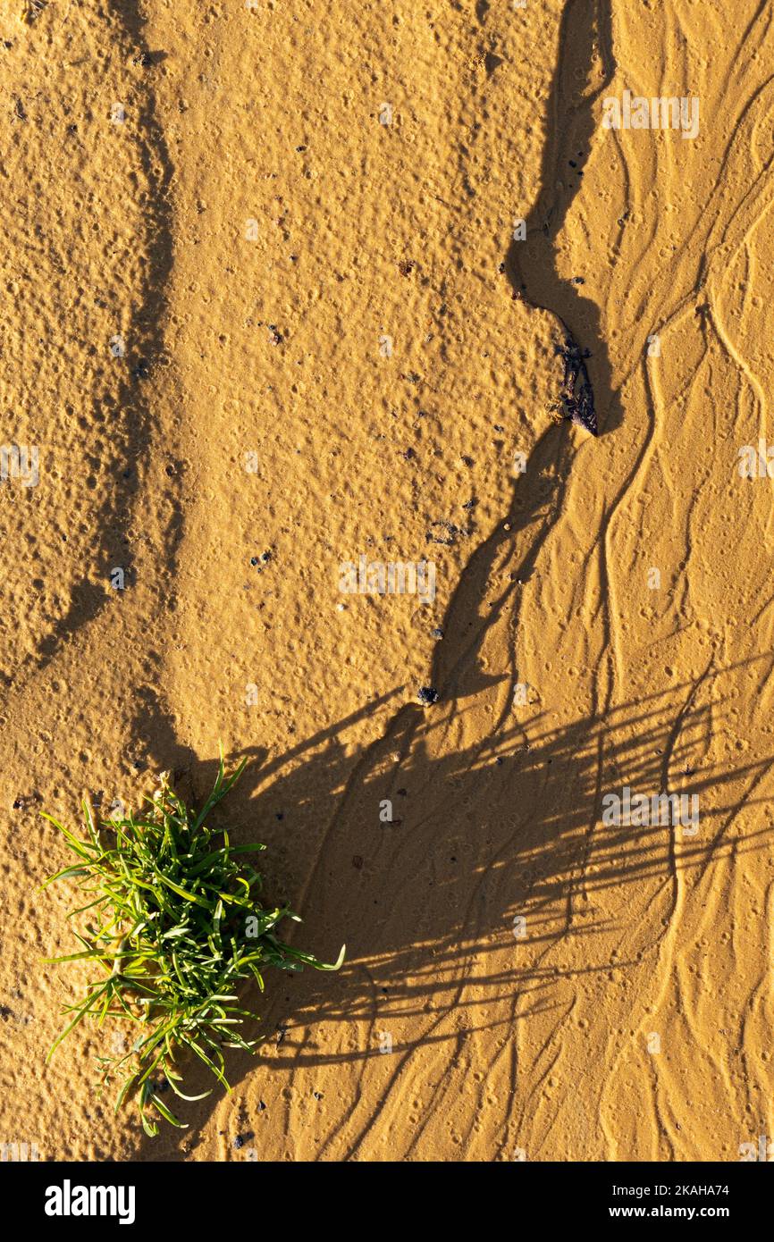 vertical background of sand on which grass grows Stock Photo