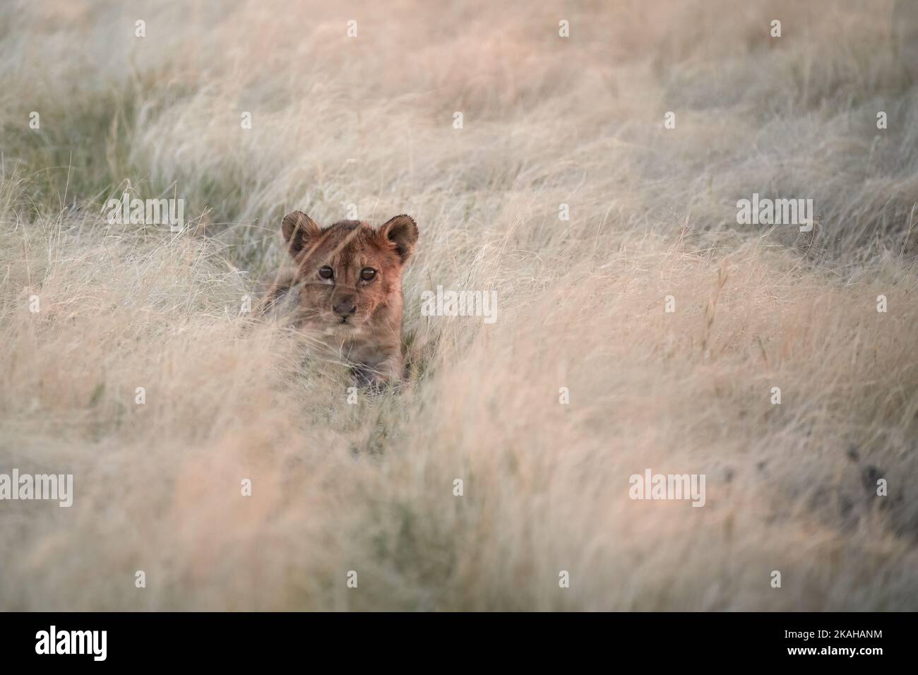 A lion cub in the grass. Very young lion cub, staring into the camera, hiden in dry grass, coloured light. Shades of warm color, scenic animal poster. Stock Photo