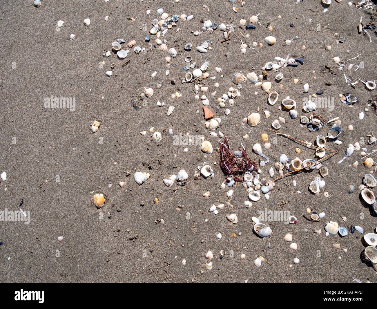 Mussel bank on a beach on the North Sea Stock Photo Alamy