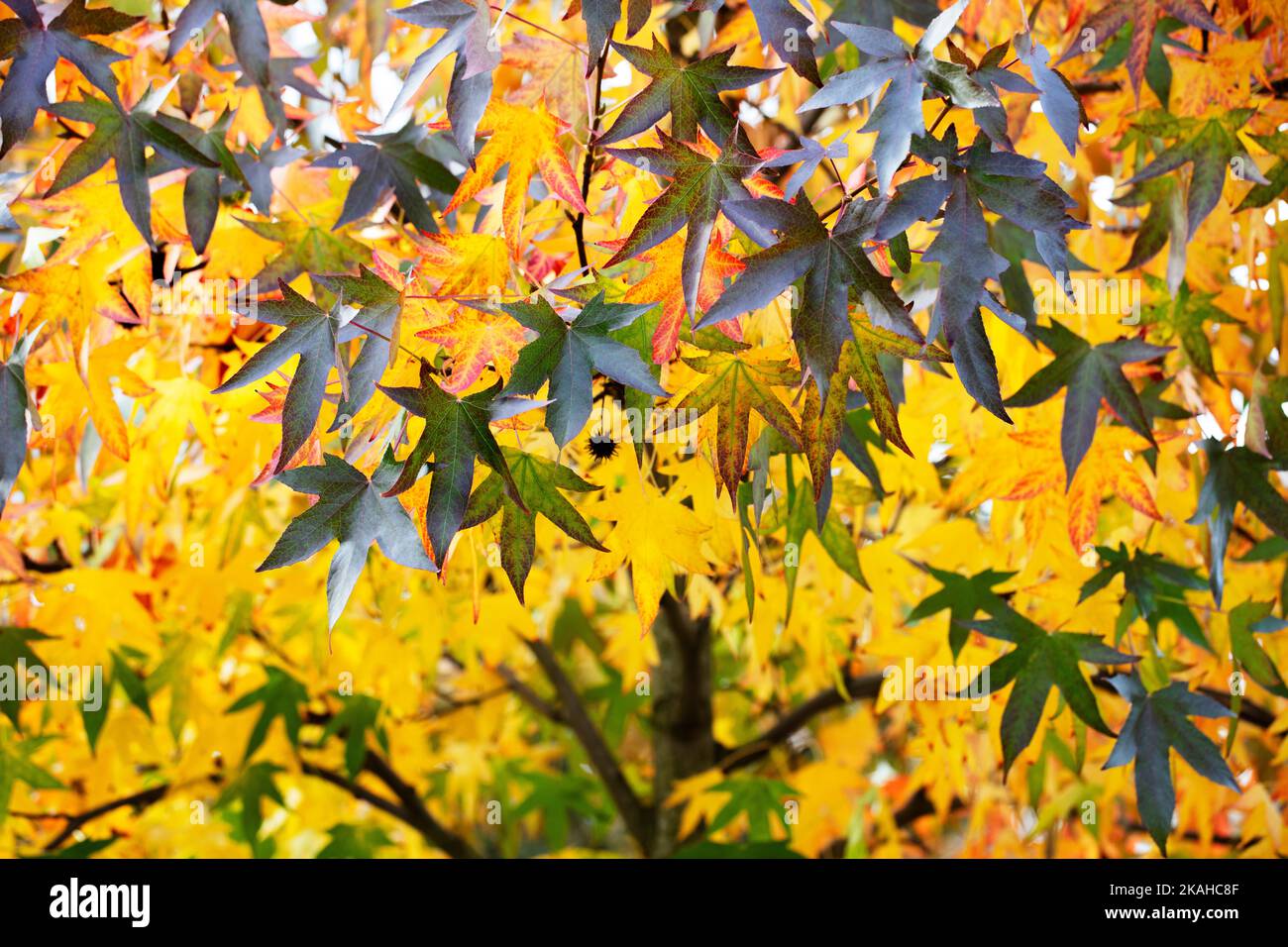 Tree with green and yellow autumn leaves Stock Photo