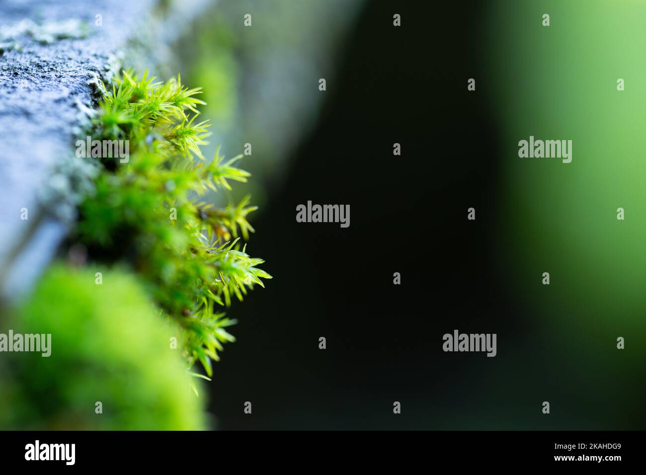 Macro photography of green moss on a wall on the left side of the picture, space on the right side. Stock Photo