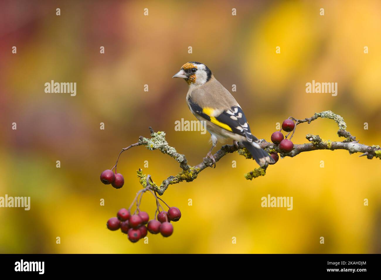 European goldfinch Carduelis carduelis, adult perched on hawthorn twig