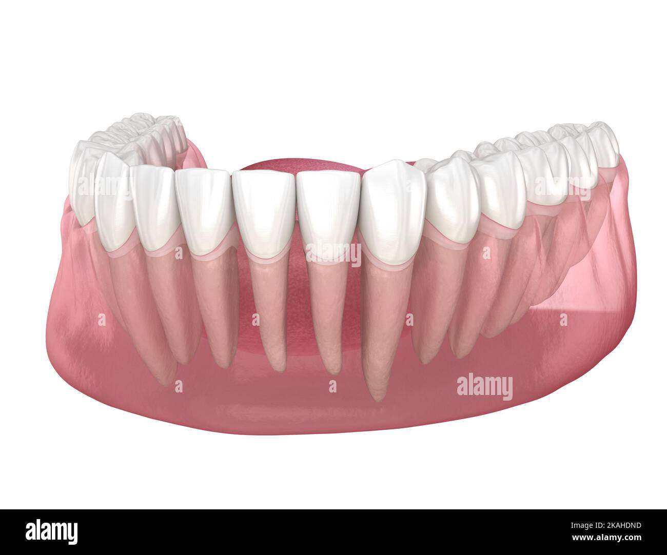 Morphology of human teeth. Medically accurate tooth 3D illustration ...