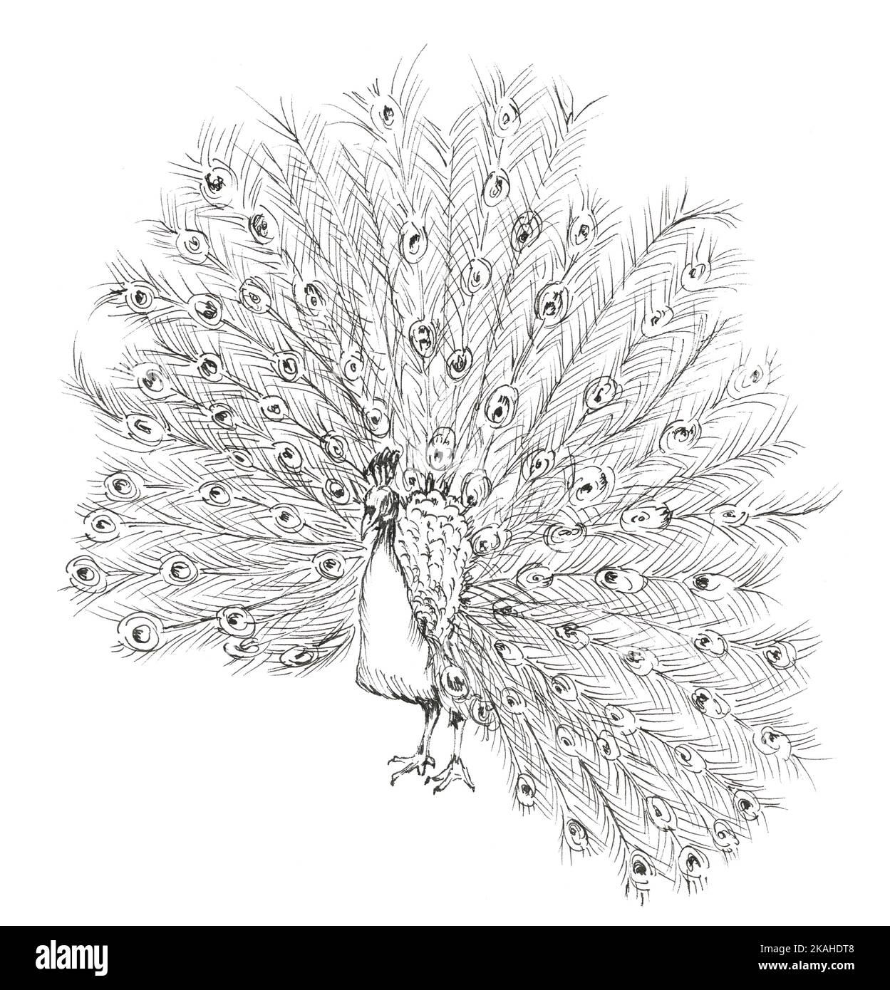 Hand drawn illustration of a peacock displaying its plumage. Ink drawing. Stock Photo