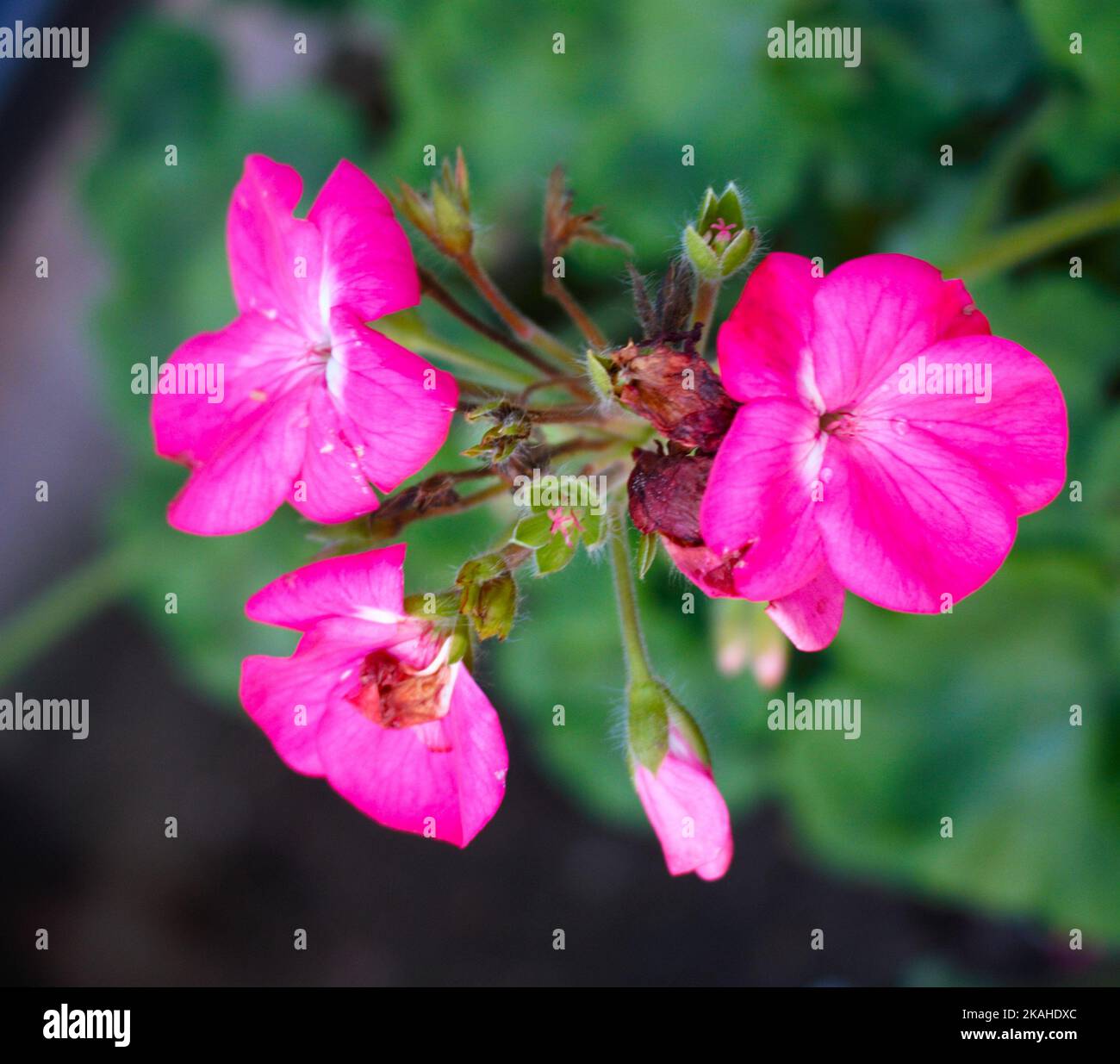 farm land woods and church's Stock Photo Alamy