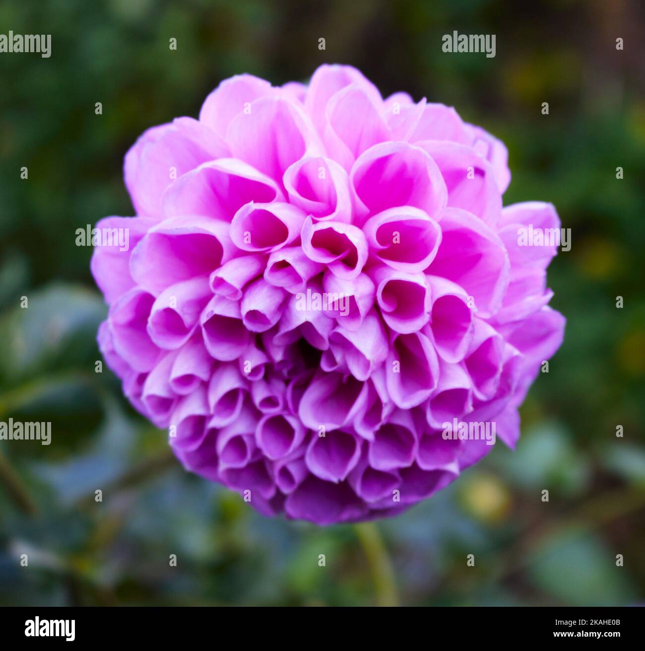 farm land woods and church's Stock Photo Alamy