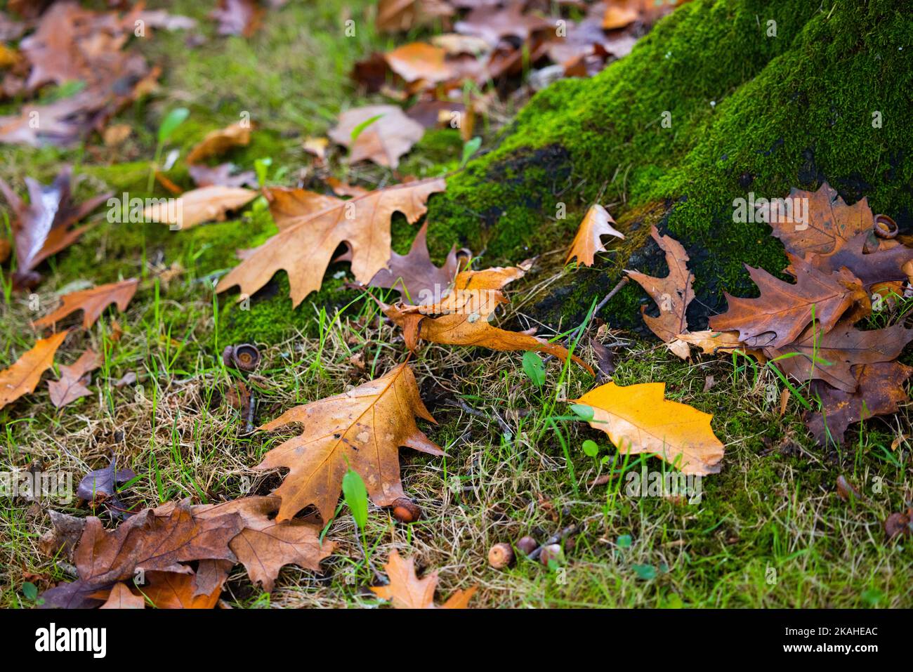 Autumn oak leaves on the ground, at the base of an old tree covered in ...