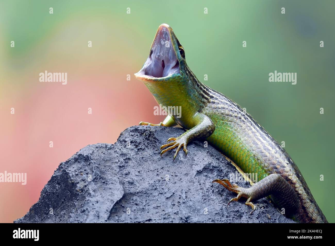Close-up of an Olive tree skink on a rock, Indonesia Stock Photo