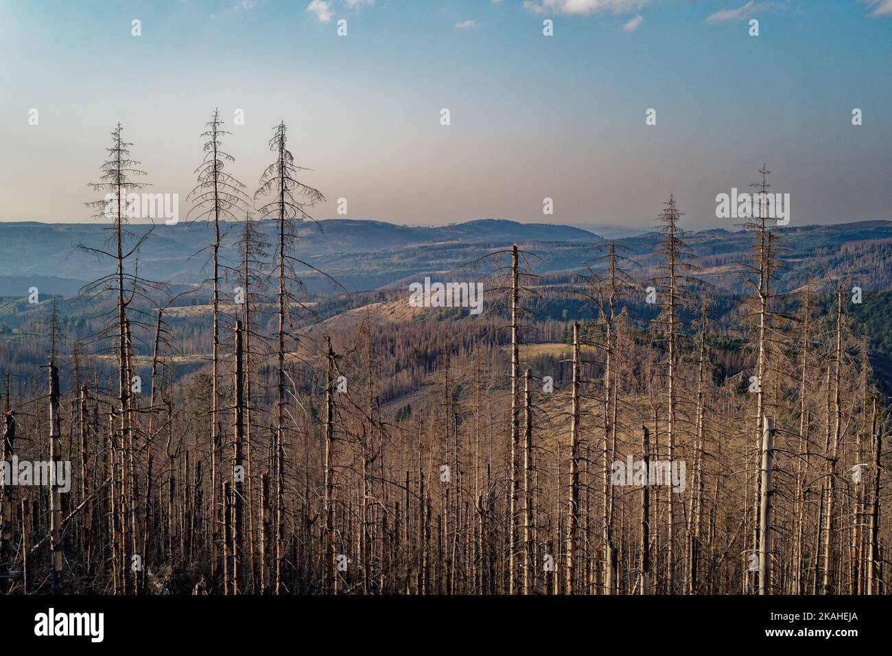 Dead trees in Harz National Park, Lower Saxony, Germany Stock Photo Alamy