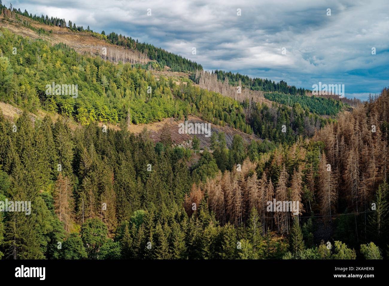 Dead trees in Harz National Park, Lower Saxony, Germany Stock Photo Alamy