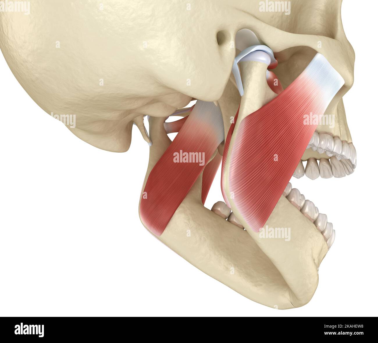 A manual of anatomy . .—The right temporo-mandib-ular articulation seen  from the outerside. {Sobotla anil McMurrich.) Fig. 87.—The right temporo- mandibu-lar articulation seen from the inner side.{Sobotta and McMurrich.)  lates with the demifacet of the two