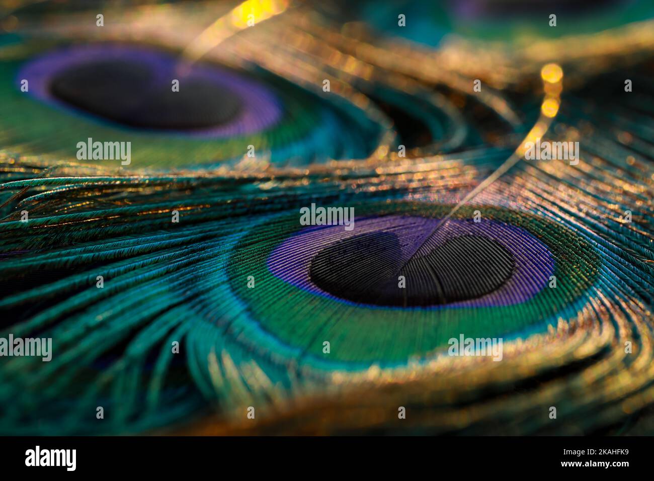 Beautiful and colorful peacock bird feather abstract pattern texture design natural background, wallpaper, backdrop. Glowing bokeh blur light effect. Stock Photo