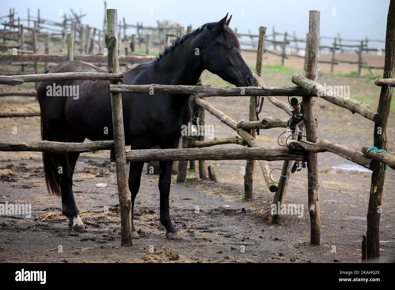One black horse profile in open air stall in foggy morning . Mall stand
