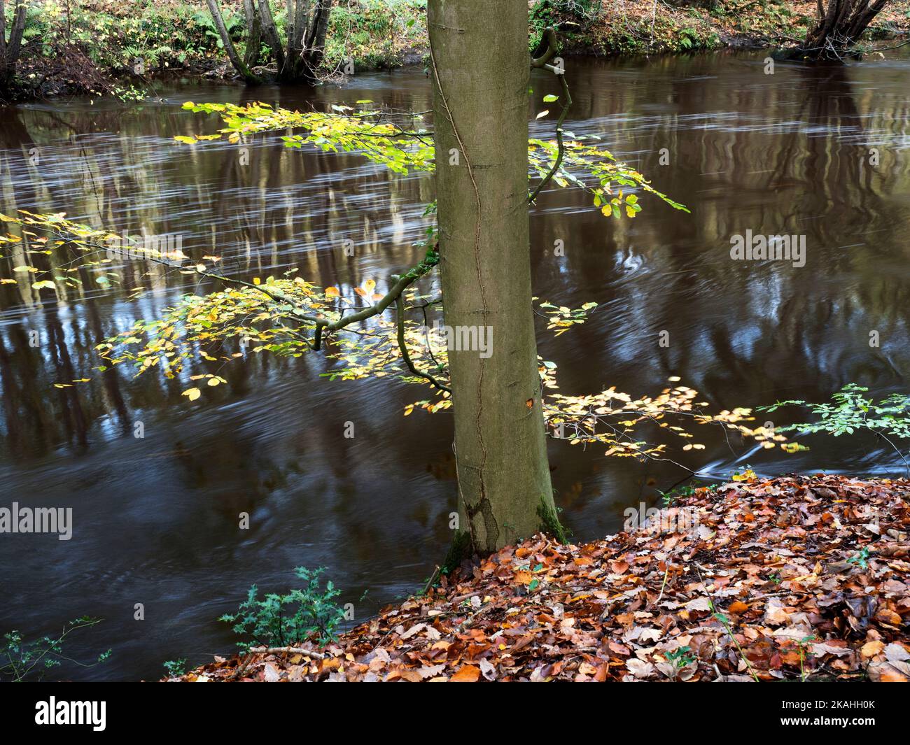 Autumn tree by the fast flowing River Nidd in Nidd Gorge Woods near Knaresborough North Yorkshire England Stock Photo