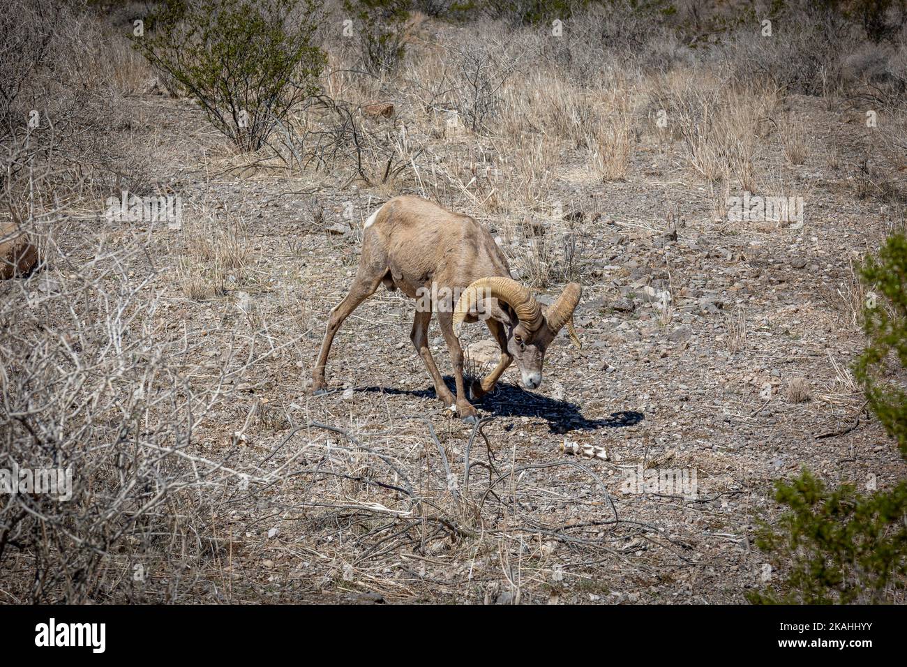 Nevada desert bighorn sheep hi-res stock photography and images - Alamy