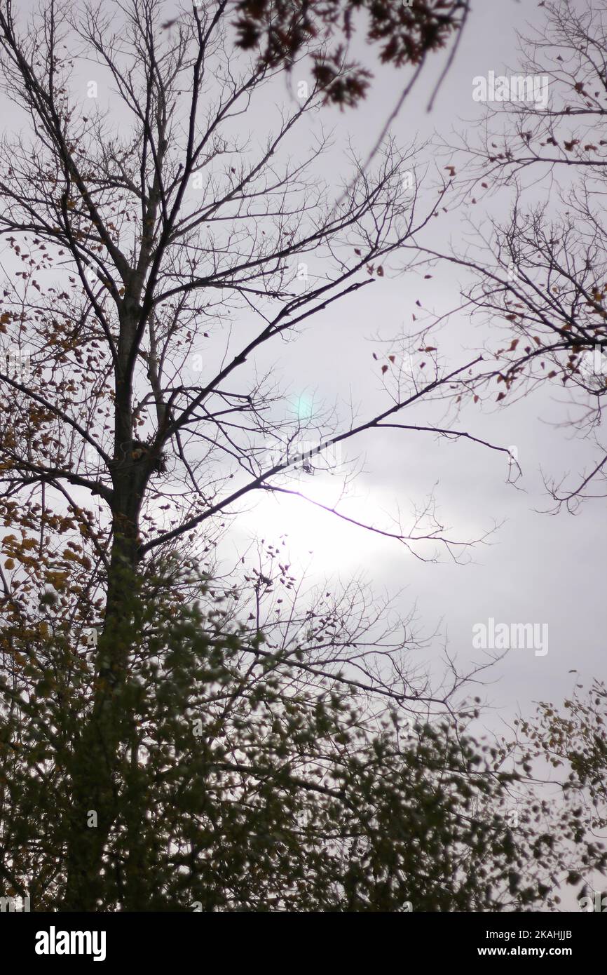 A tall oak tree standing in the fields on a misty morning Stock Photo ...